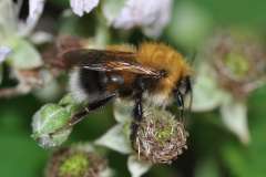 Bombus hypnorum